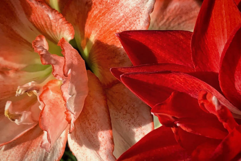 Zdjęcie zamieszczone z okazji Dnia Kobiet. Całą powierzchnię wypełniają dwie korony kwiatów gladioli, które nie mieszczą się w kadrze. Są duże, mocne, soczyste. Kwiat z lewej zajmuje więcej miejsca, ale jest w delikatniejszym różowawym kolorze, kwiat z prawej zajmuje mniej, ale kolor ma krwistoczerwony.